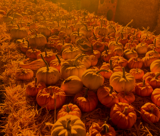 Pumpkin picking image